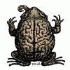 The Toad-Cerebellum.